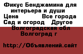 Фикус Бенджамина для интерьера и души › Цена ­ 2 900 - Все города Сад и огород » Другое   . Волгоградская обл.,Волгоград г.